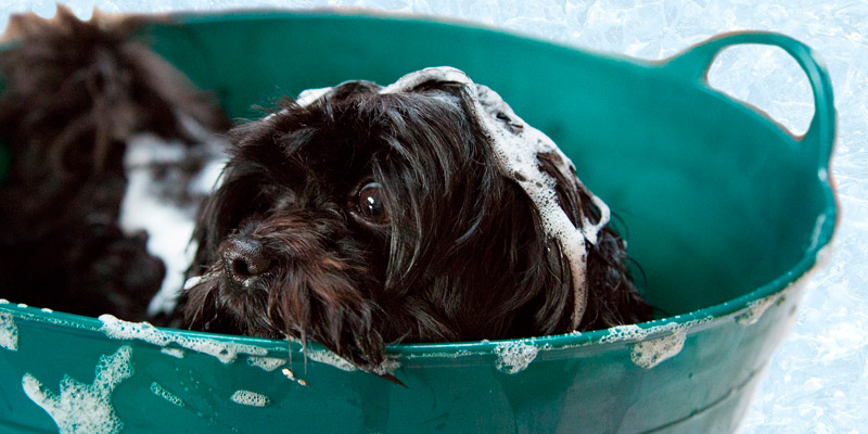 perro pequeño baño