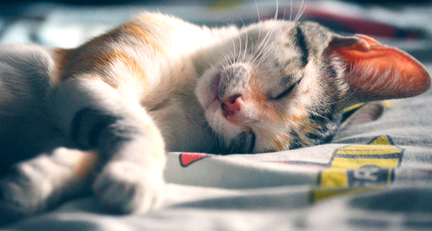 caja Pack para poner veneno Cómo elegir las camas para gatos perfectas para estar en casa | Fanáticos  de las mascotas