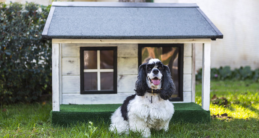 Casas para perro en invierno: tips de aislamiento contra el frío