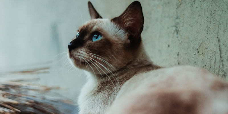 gato siamés echado mirando hacia arriba