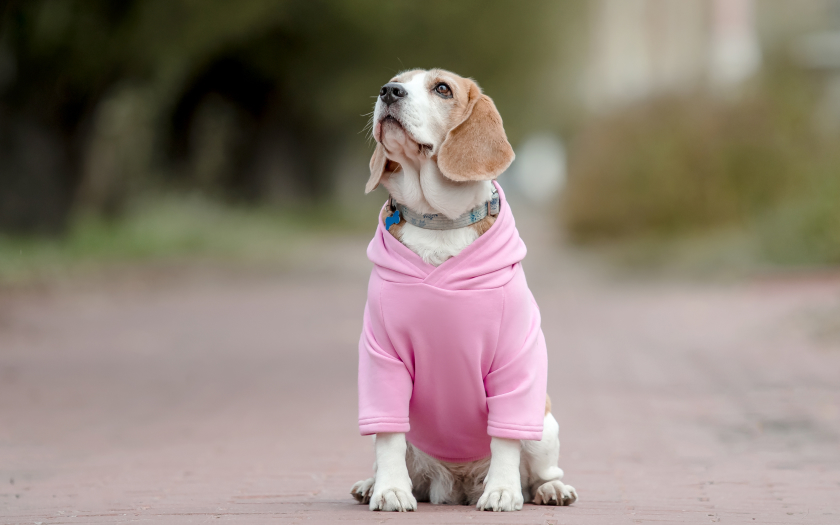 un perro beagle con un polerón rosado para perros.