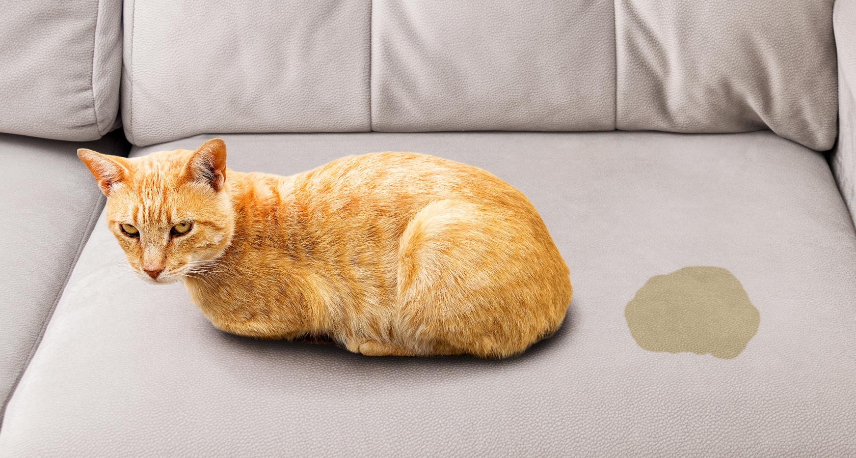 Aprende a quitar el olor de orina de gatos | Fanáticos de las mascotas