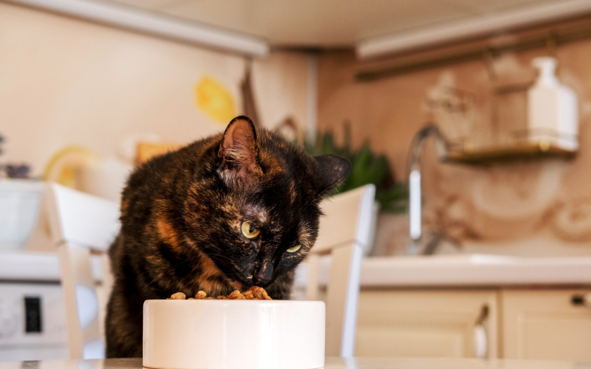 una gata carey comiendo alimento para mascotas en una cocina.