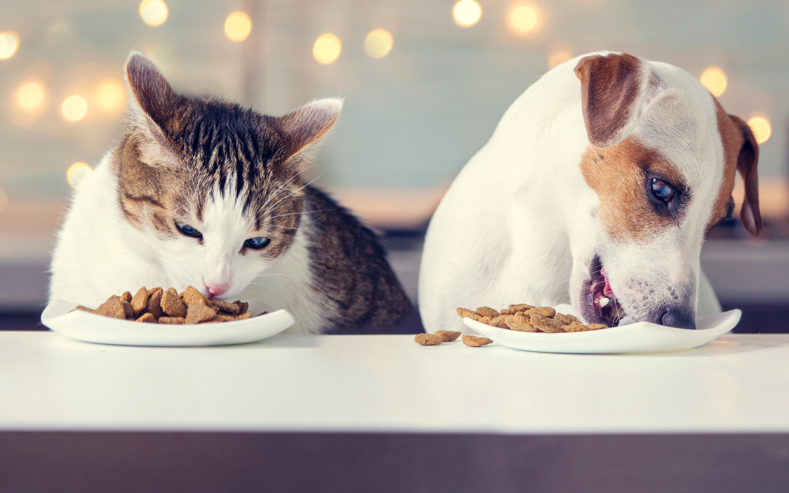 Cómo alimentar a tu mascota en invierno