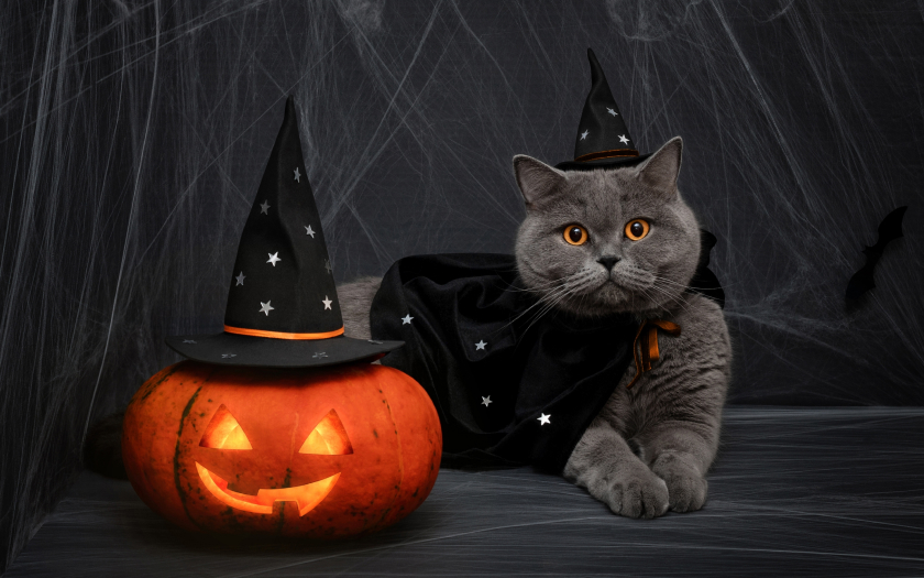 un gato de pelaje gris disfrazado con un sombrero y capa de bruja al lado de una calabaza de halloween.