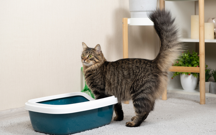 gato peludo de color gris con rayas junto a su caja de arena sanitaria para gato