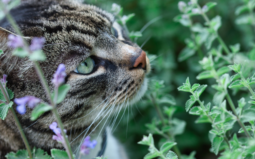 un gato con rayas y ojos verdes huele catnip en estado natural