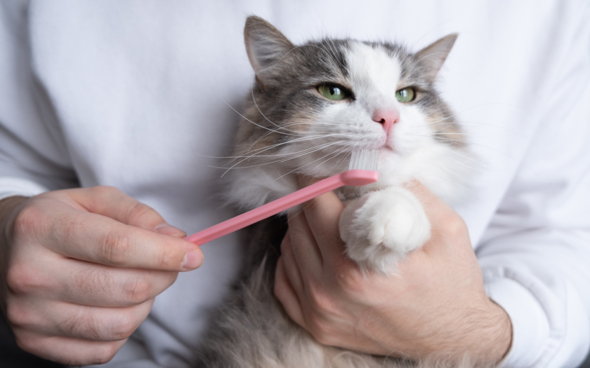 un gato blanco con gris peludo en los brazos de su tutor mientras le limpian los dientes con un cepillo para dientes de gato rosado.