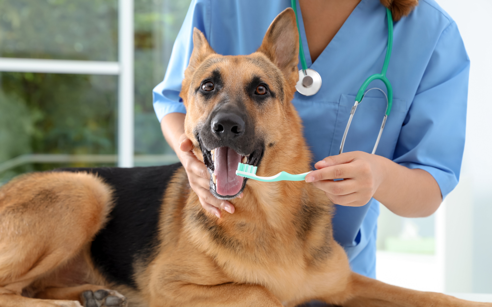 Cómo cuidar la salud dental e higiene bucal en perros y gatos