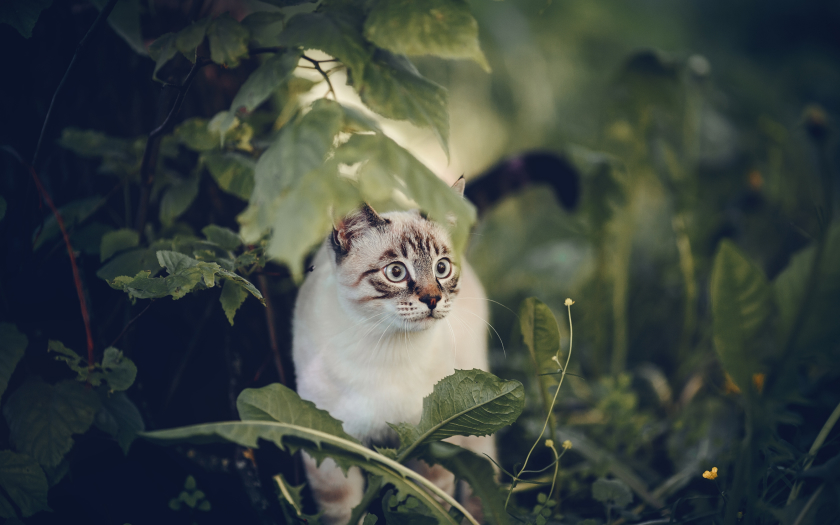 se ve un gato blanco con pequeños detalles de color café en su pelaje mirando asustado desde los arbustos.