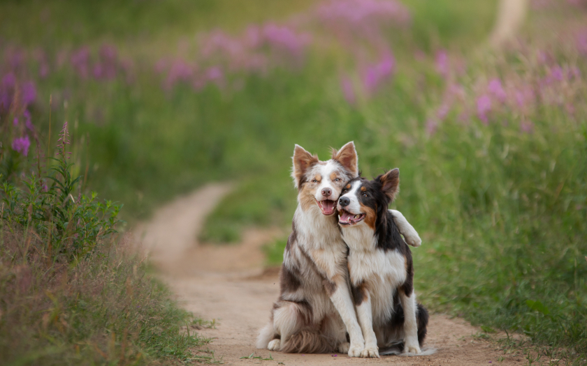 dos perros abrazados y felices compartiendo en un parque, una idea genial para el día mundial del perro.