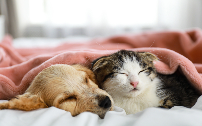 un perro cachorro de color café y un gato blanco con café y negro duermen en una cama bajo una manta rosada.