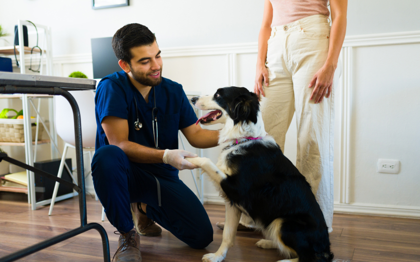 un médico veterinario sostiene la pata de un perro de color negro con blanco en una consulta veterinaria.