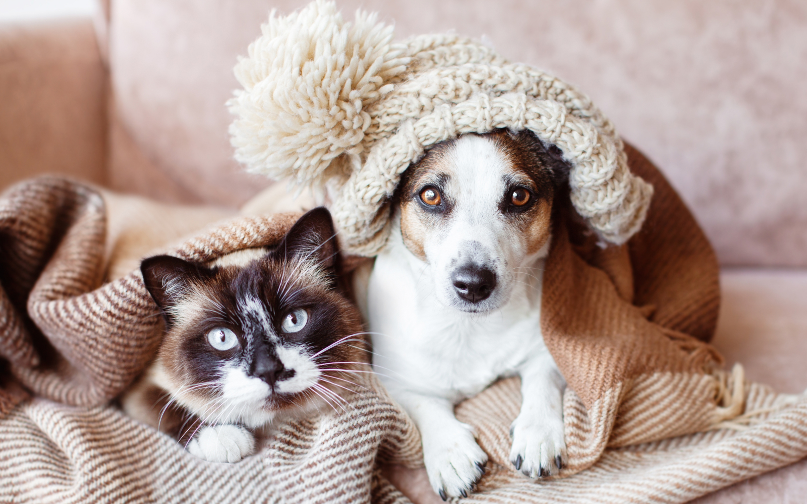 4 esenciales para abrigar a un perro o un gato este invierno