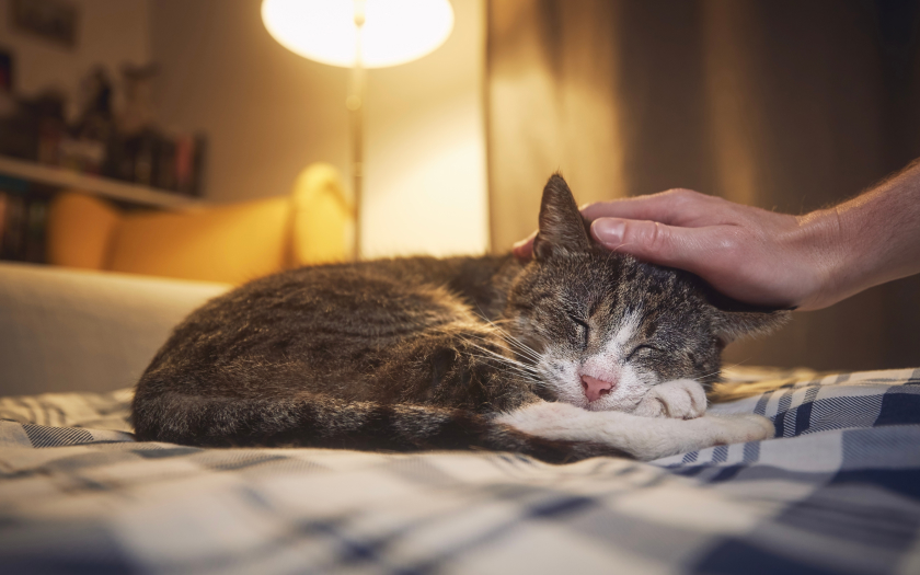 un gato senior de pelaje gris con rayas durmiendo sobre una cama mientras una persona le acaricia la cabeza.