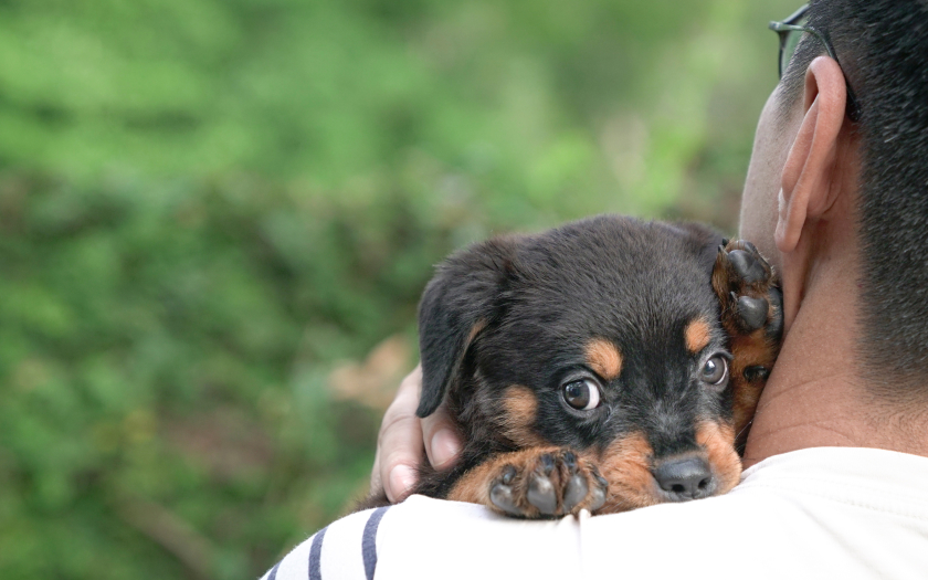 un perro cachorro de pelaje negro y café mira tímidamente a la cámara, en brazos de una persona.