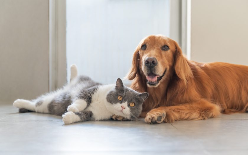 un perro golden retriever y un gato blanco con gris acostados uno al lado del otro y mirando a la cámara.