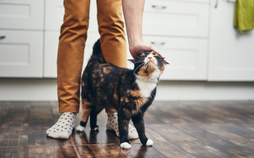 una gata de varios colores se frota en las piernas de su ama mientras esta le acaricia la cabeza.