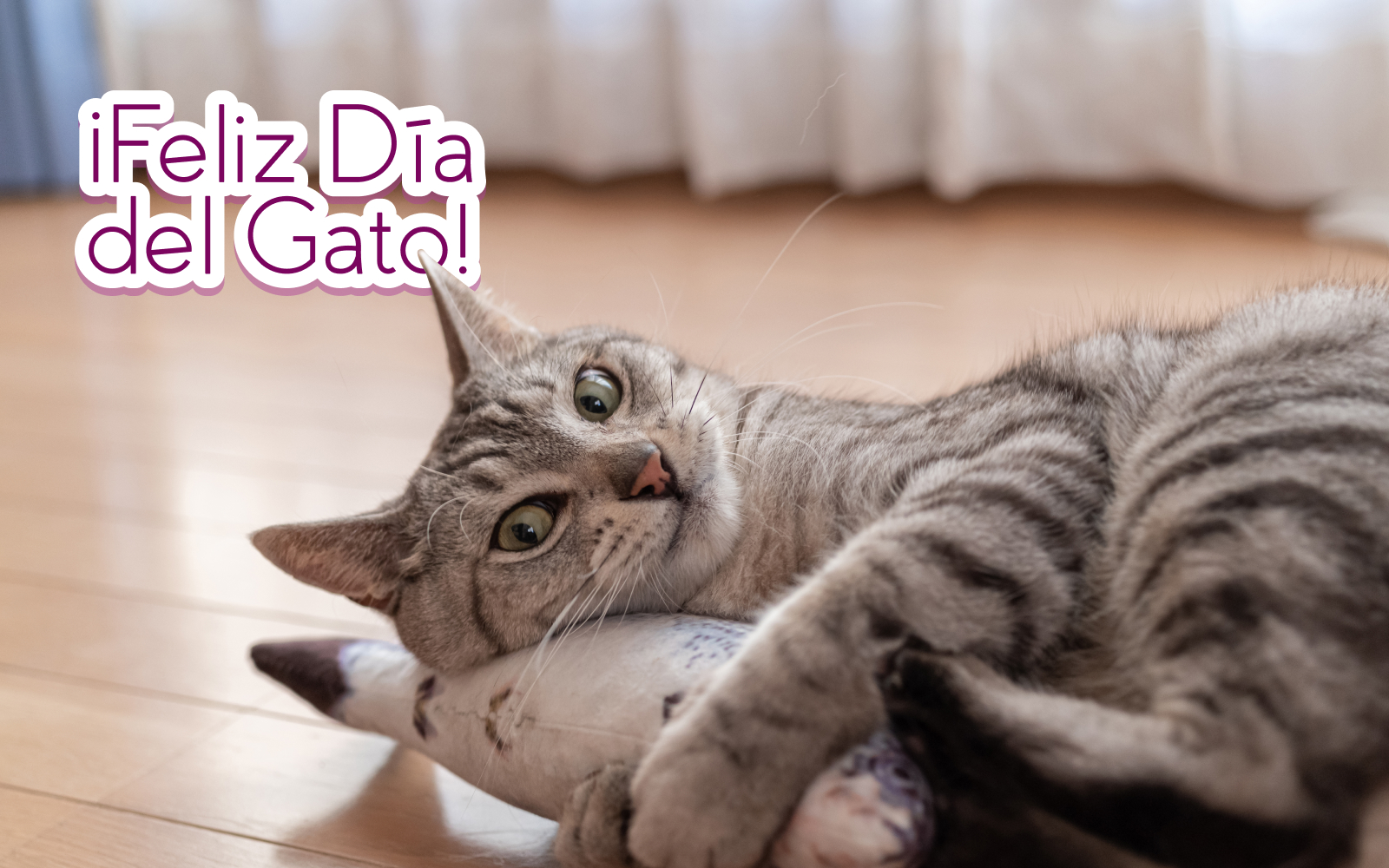 5 cosas curiosas que hacen los gatos y por qué