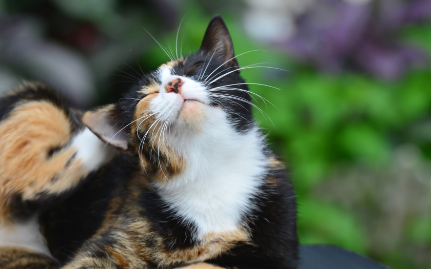 un gato rascándose la oreja con la pata en un espacio al aire libre.