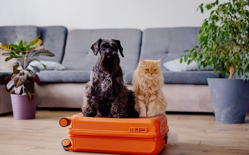 un perro schnauser miniatura de pelaje negro junto a un gato peludo de pelaje naranjo. Ambos están sobre una maleta naranja en un living.