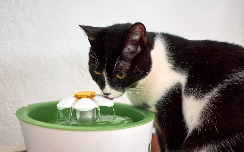 gato bebiendo agua de una fuente eléctrica para mascotas.