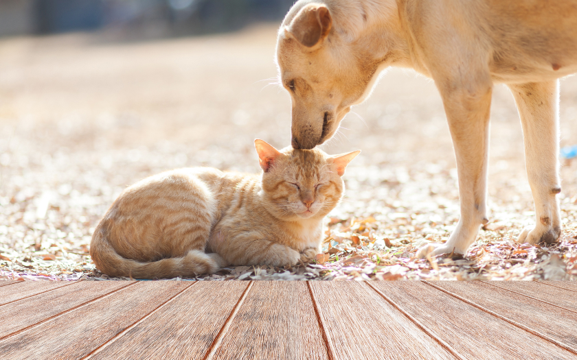 un perro de pelaje café claro olfatea la cabeza de un gato acostado de pelaje amarillo.