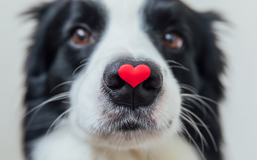 un perro de pelaje blanco con negro mira directamente a la cámara con un sticker de corazón en la nariz.