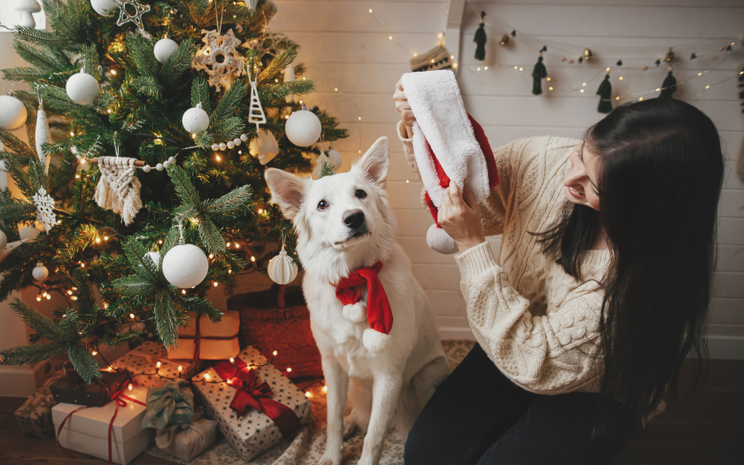 un perro de pelaje blanco al lado de un árbol de navidad, con su tutora, quien le va a poner un gorro de Navidad.