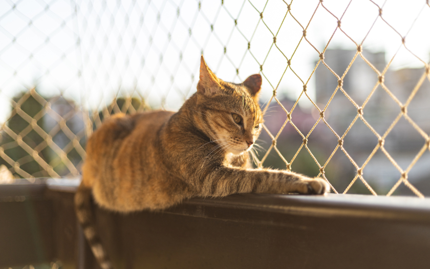 un gato recostado en la baranda de un balcón junto a las mallas de seguridad que lo protegen.