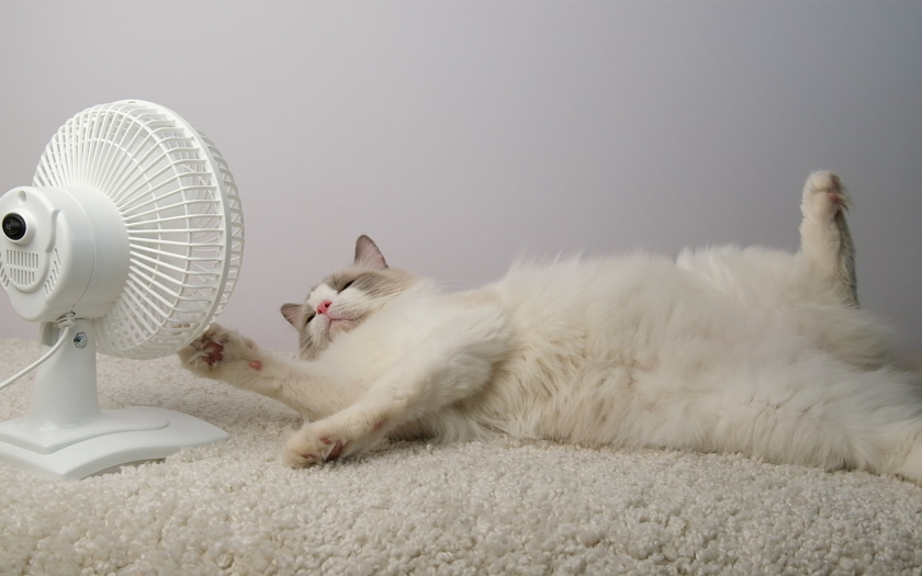 un gato de pelaje blanco acostado frente a un ventilador.