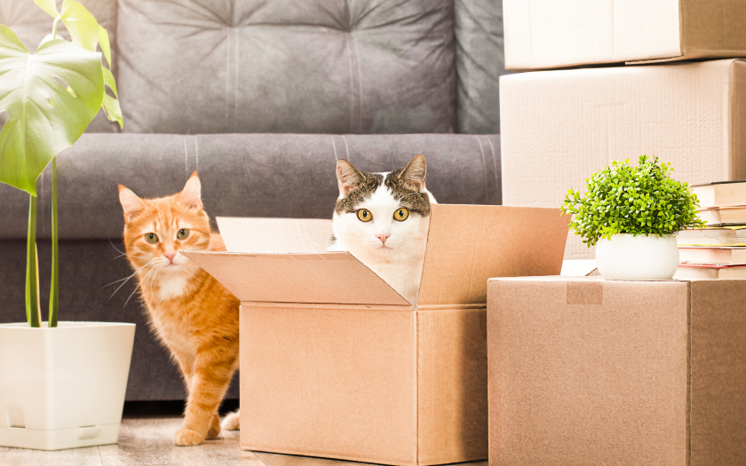 dos gatos junto a varias cajas de mudanza, uno de pelaje anaranjado y otro de pelaje blanco con gris.