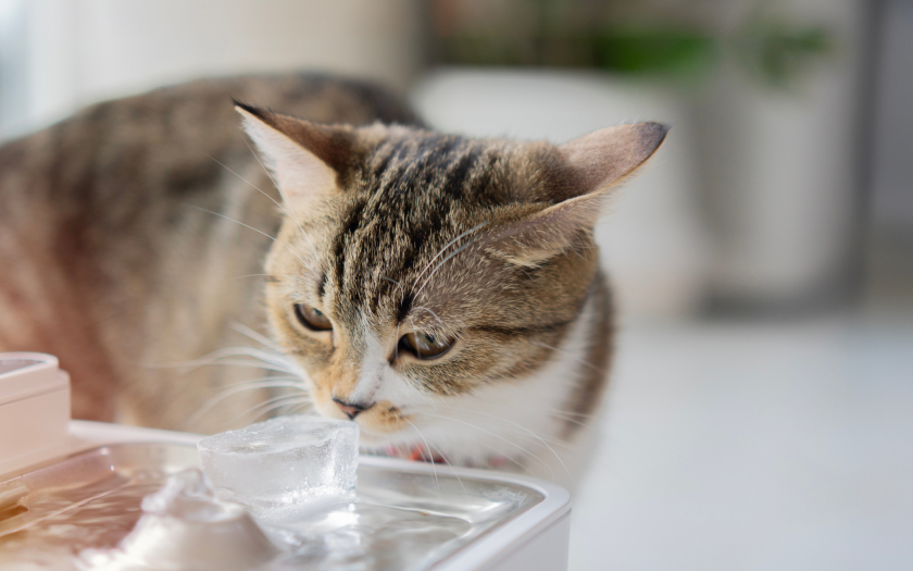 un gato bebe agua de una fuente de agua automática para mascotas.